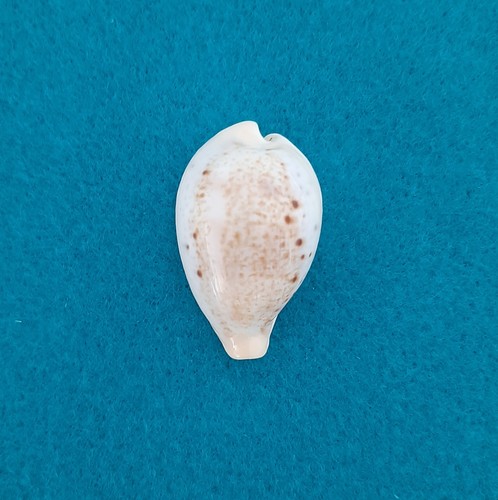 Cypraea paradusta hungerfordi - cypraea,