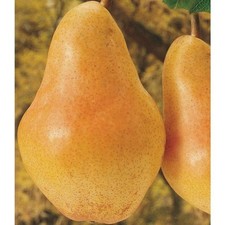 Pianta di Pero: varietà Pera