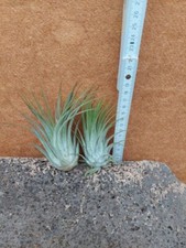 Assortimento Tillandsia, 2