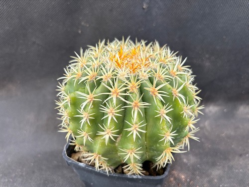 Echinocactus grusonii - grusonii, v