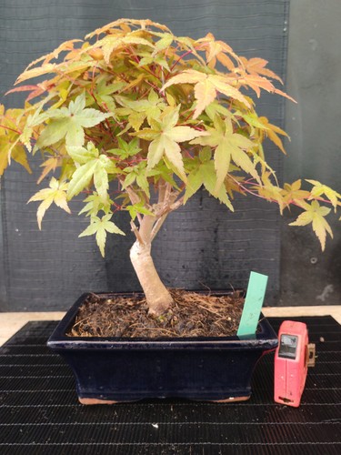 Bonsai acero rosso - bonsai,
