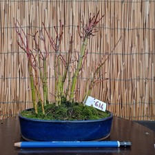 Bonsai di Bosco Acero