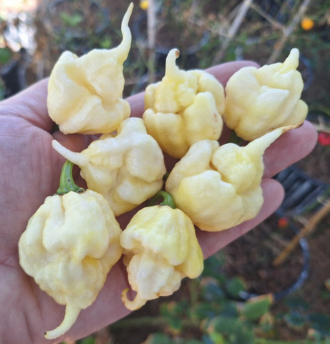 Semi peperoncino - 10,