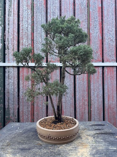 Bonsai ginepro doppio - bonsai,