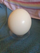 Uovo di struzzo Colore Naturale, Con Base In Vetro Trasparente