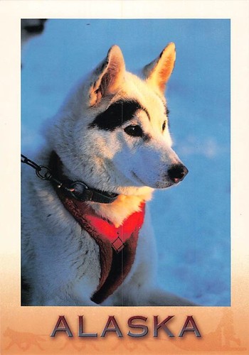 Cartolina siberian husky - cartolina,