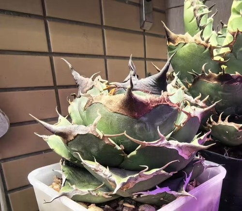 Vaso raro cactus - vaso, 10