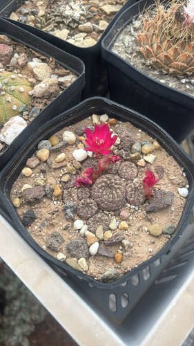 Rebutia - , (sulcorebutia)