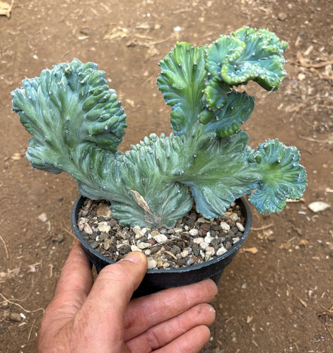 Myrtillocactus geometrizans - ,