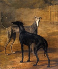 Rolla portia greyhounds - e,