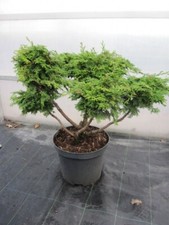 Bonsai di Chamaecyparis obtusa