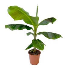 Kentis musa dwarf cavendish - kentis,
