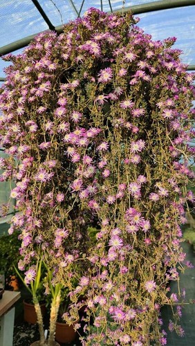 Pianta drosanthemum barba - drosanthemum, (barba