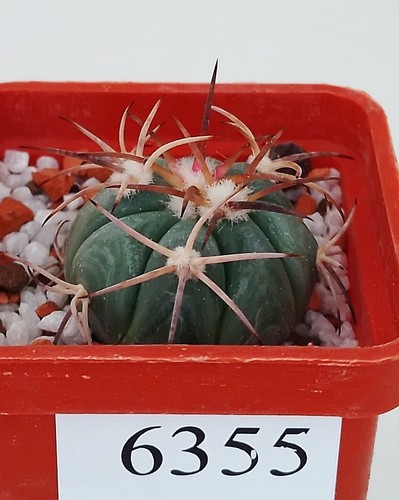 Echinocactus horizonthalonius