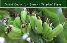 Tropical Seeds - Dwarf