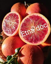 ♥️ ARANCE TAROCCO Gallo Di