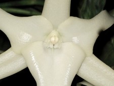 Angreacum Specie 'Stella del