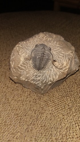 Fossile trilobite su - trilobite,