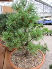 Bonsai di Pinus parviflora