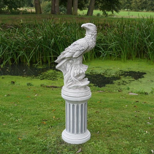 Aquila reale - ,