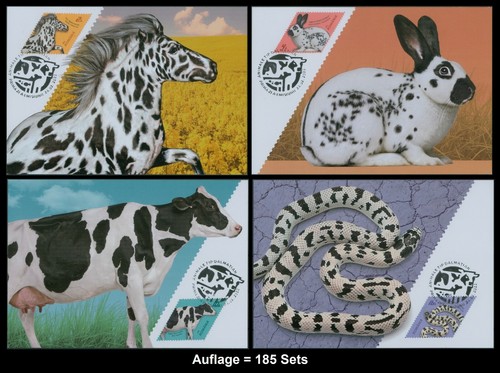 Romania 2022 dalmata cane - romania,