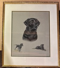 Ritratto cane Labrador