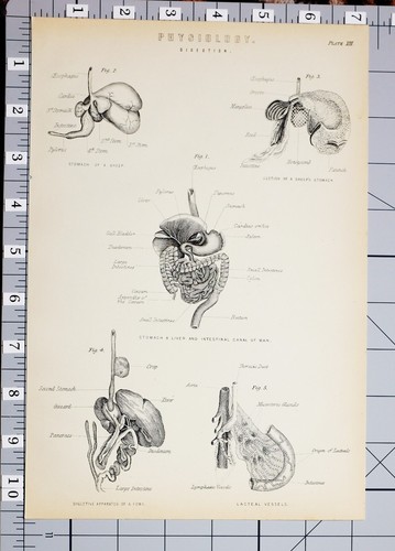 1886 stampa fisiologia - stampa,