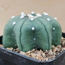 Astrophytum asterias Alien