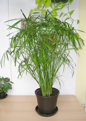 Papiro cyperus alternifolius - cyperus,