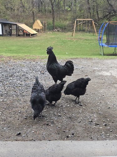 Uova cova ayam cemani - cova,