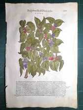 MATTIOLI MATTHIOLI Erbario a