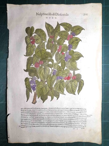 Mattioli matthioli erbario - mattioli, a