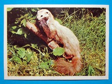 Figurina Panini-ANIMALI DI