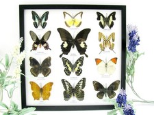 12 farfalle vere, imbottite