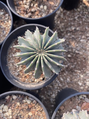 Pianta succulenta geohintonia - pianta,