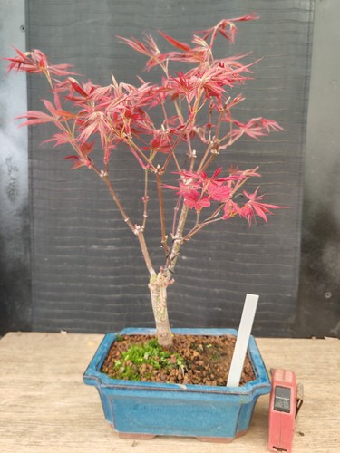 Bonsai acero rosso - di,