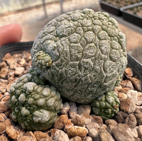 Pseudolithos harardheranus - , da
