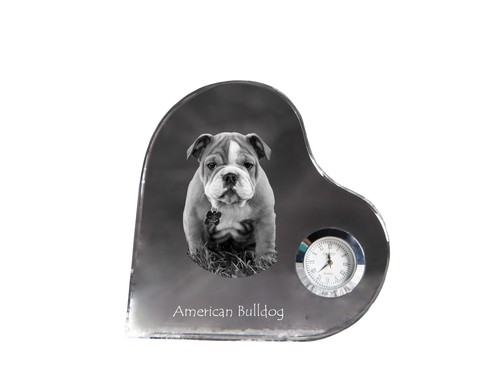 American bulldog americano - bulldog,,