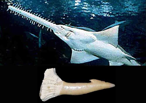 Onchopristis numidus dente - numidus,