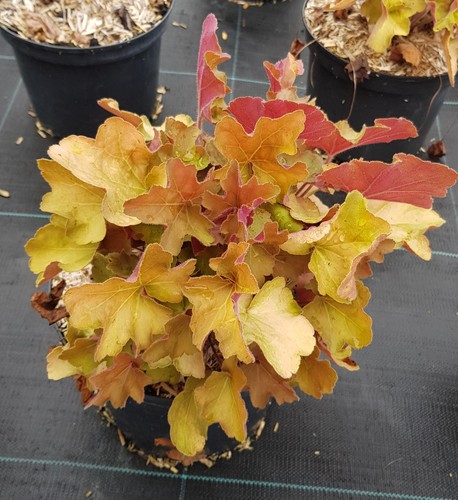 Heuchera hybrida caramel - hybrida, 'caramel'