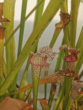 Sarracenia L18 MK x Pink Thing - Taglia M - Pianta Carnivora