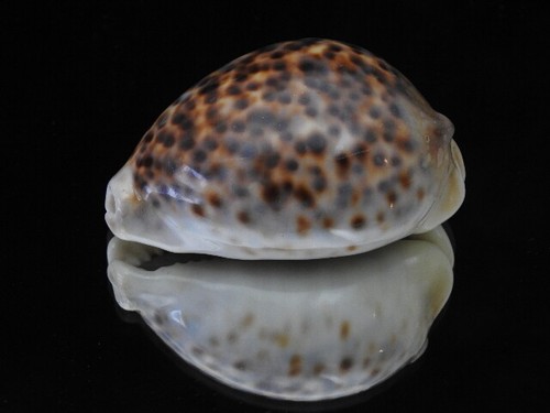 Sea shell cypraea tigris - sea,