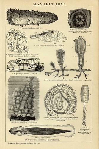 Stampa antica 1898 molluschi - stampa,