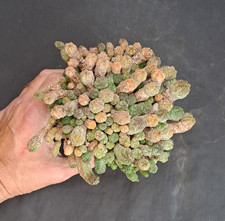 Euphorbia pseudoglobosa BIG