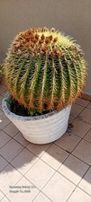 pianta grassa Cactus troppo grande e pesante cm 50x45 senza contare il vaso