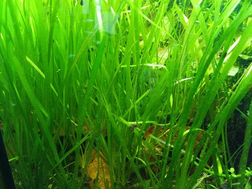 Vallisneria spiralis - 8x,