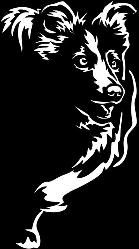 Adesivo border collie - border,