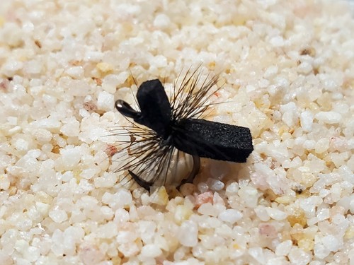 Mosche pesca formiche in - mosche,