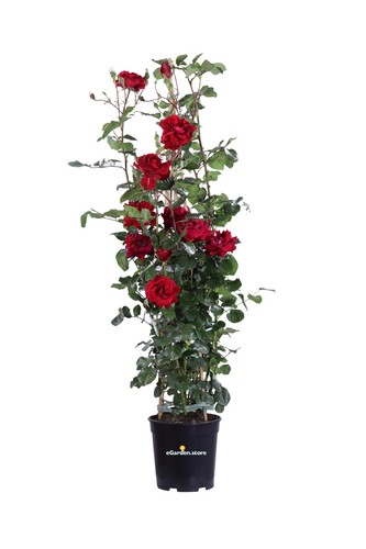 Pianta vera rosa - pianta, di