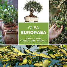 Ulivo - Albero Olio 10 Seme / Pacco (Olea Europaea)
